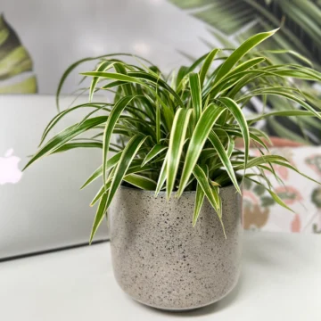 Spider Plant (Chlorophytum comosum)