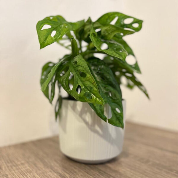 Monstera Adansoni - Image 2