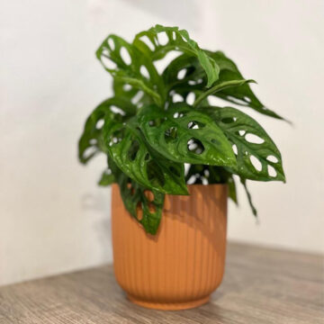 Monstera Adansoni
