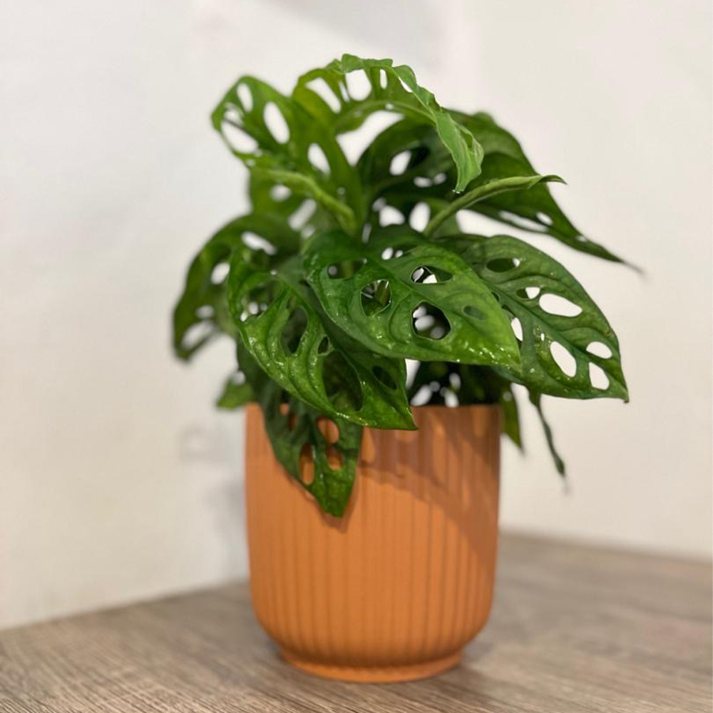 Monstera Adansoni
