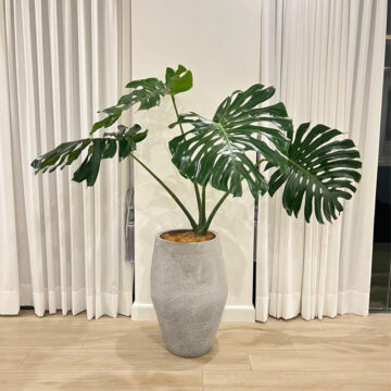 Big Monstera Deliciosa