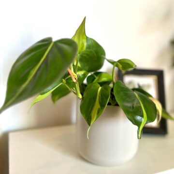 Philodendron Brasil