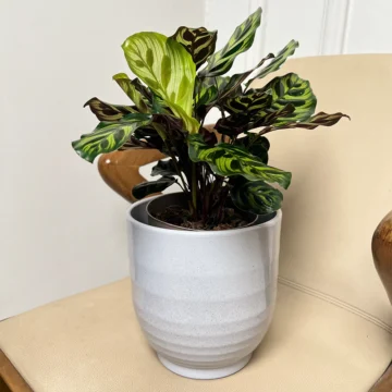 Calathea