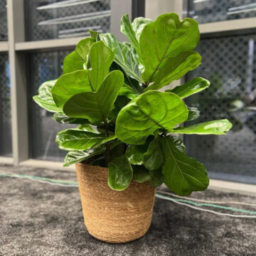 Ficus Lyrata