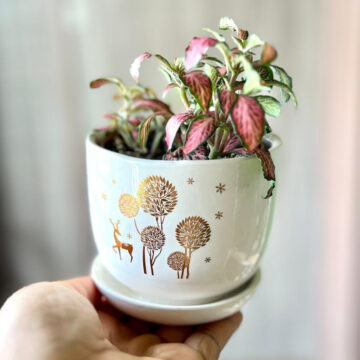 Fittonia