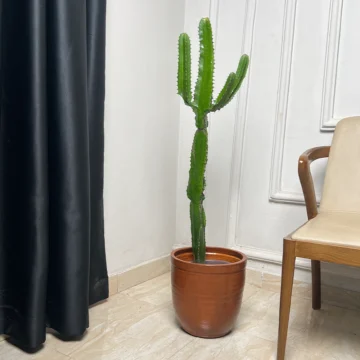 Long Cactus
