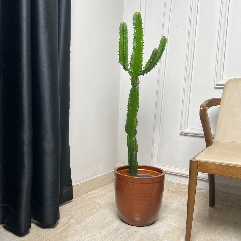 Long Cactus