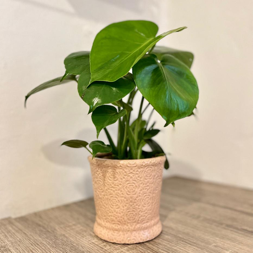 Mini Monstera Deliciosa