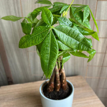 Money Tree