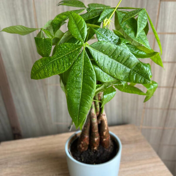 Money Tree