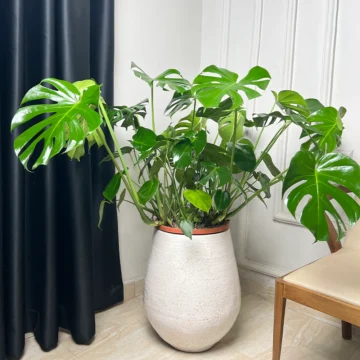 Big Monstera Deliciosa