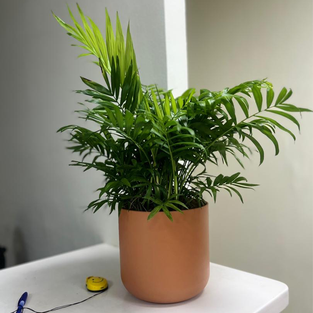 Palor Palm