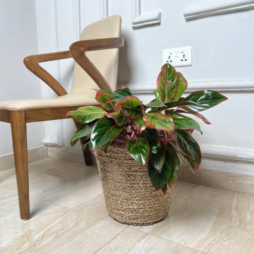 Red Aglaonema (Aglaonema spp.)