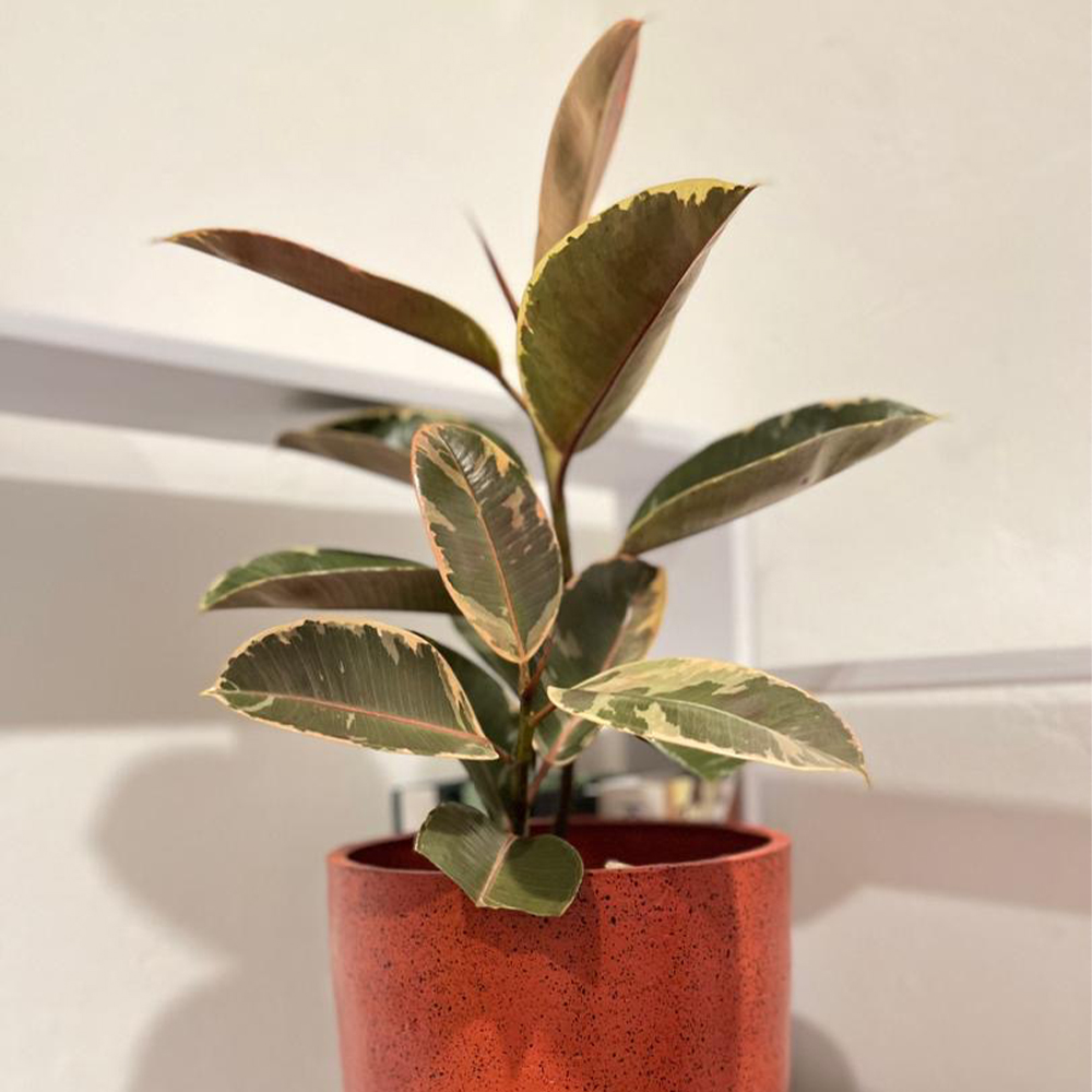 Rubber Plant