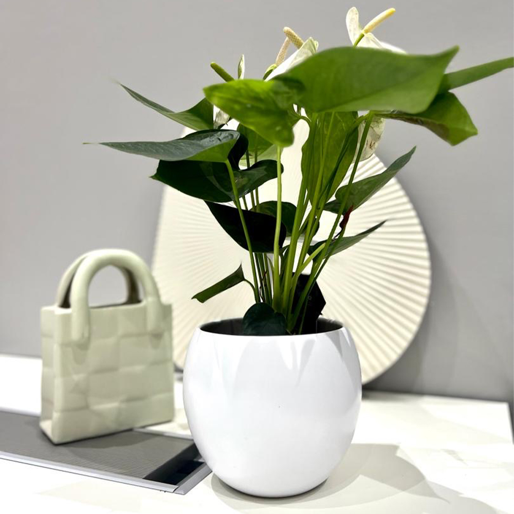 White Anthurium
