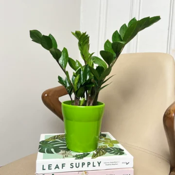 ZZ Plant (Zamioculcas zamiifolia)