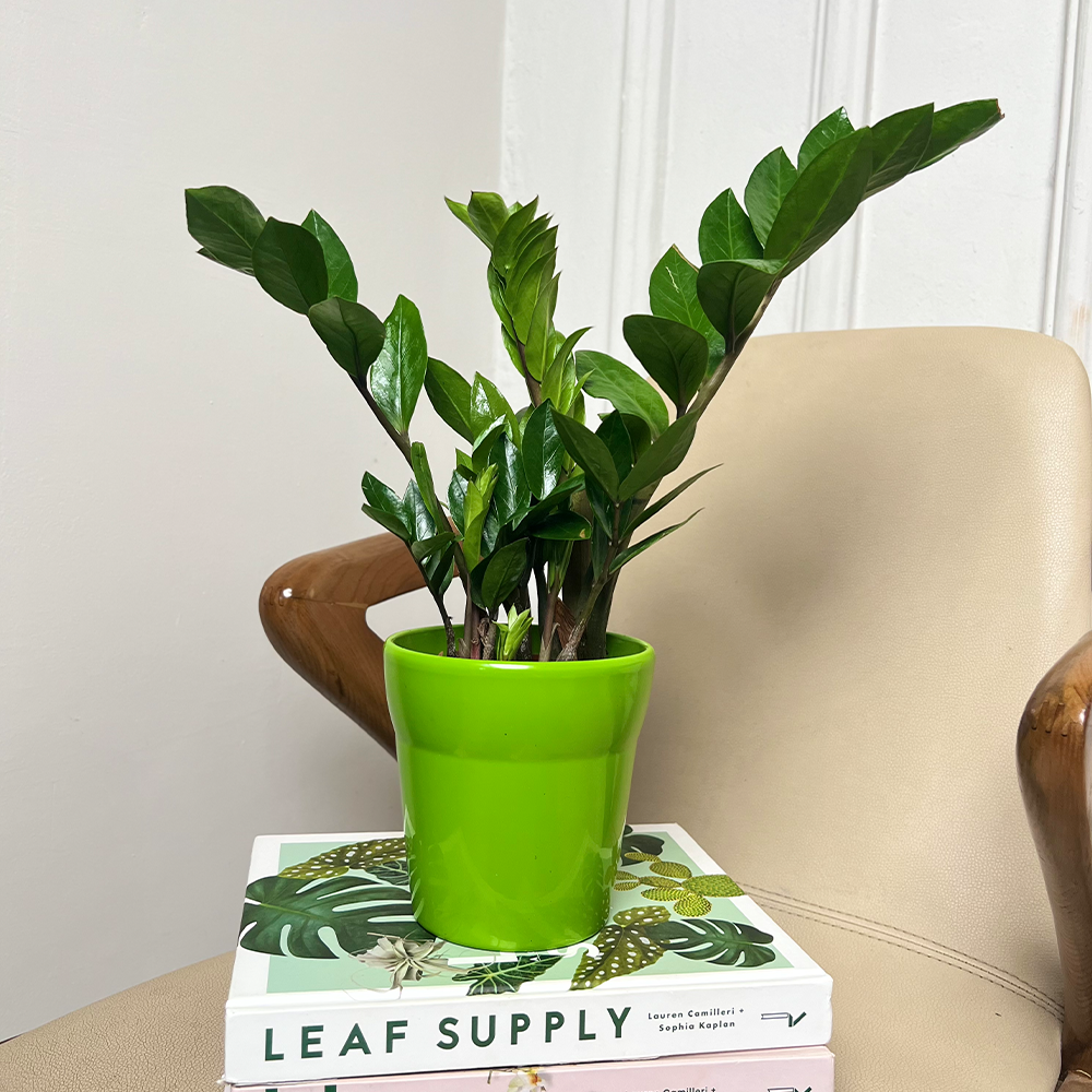 ZZ Plant (Zamioculcas zamiifolia)