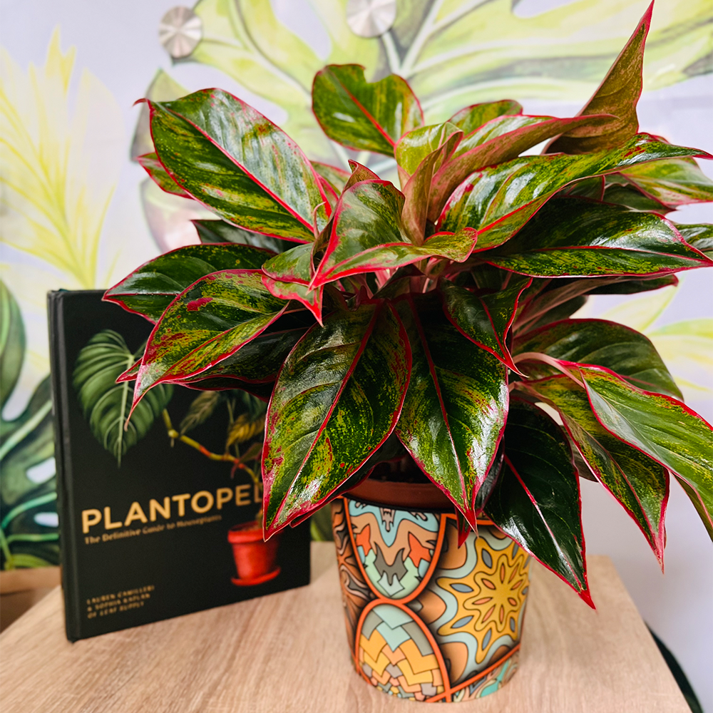 Red Aglaonema (Aglaonema spp.)