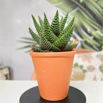 Haworthia (Haworthia spp.)