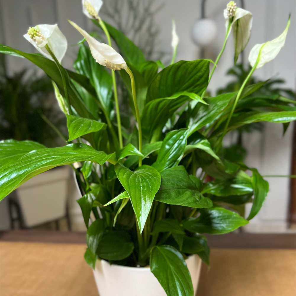 Peace Lily - Image 2