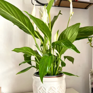 Peace Lily
