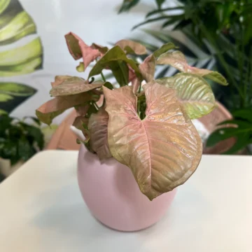 Syngonium (Syngonium podophyllum)