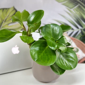Peperomia (Peperomia spp.)