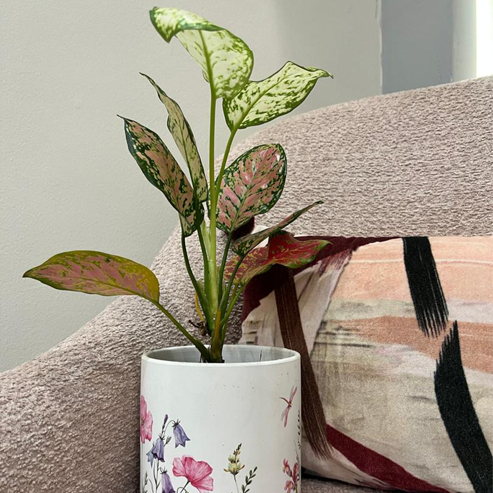 Pink Aglaonema (Aglaonema spp.)