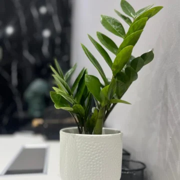 ZZ Plant (Zamioculcas zamiifolia)