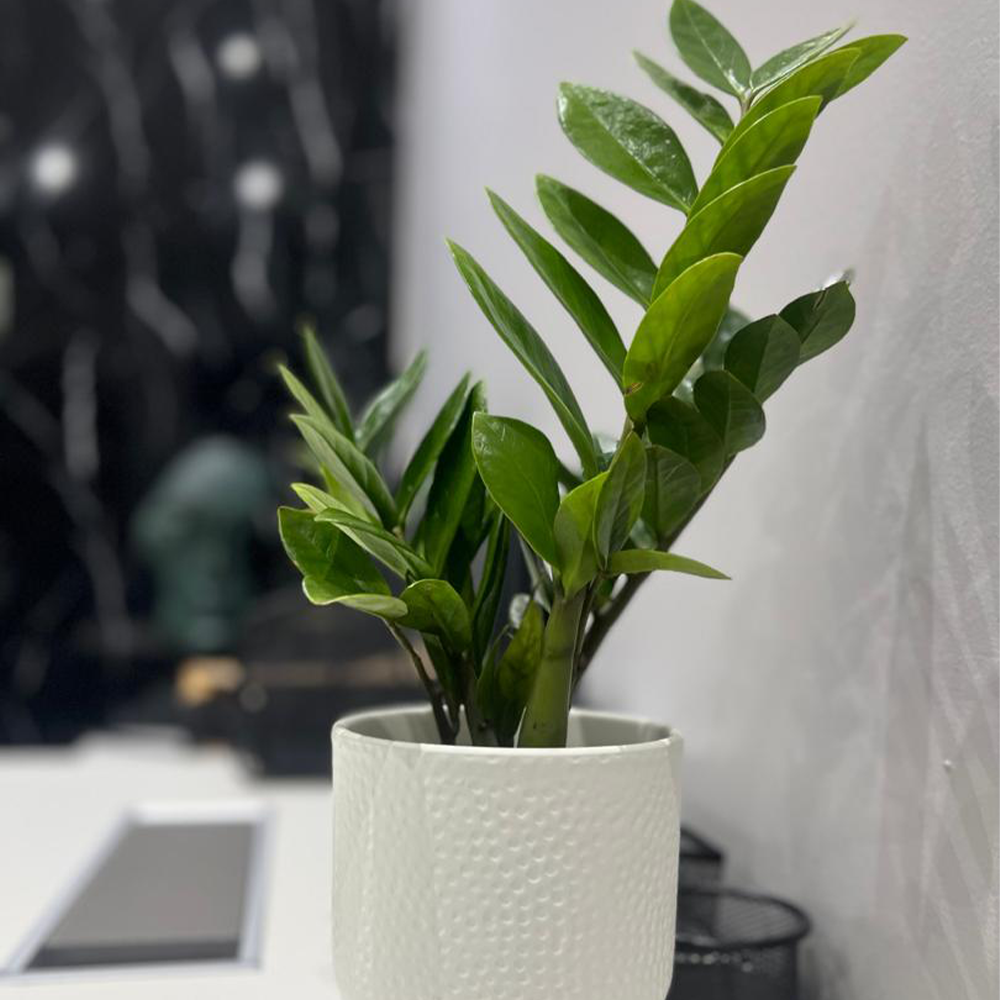 ZZ Plant (Zamioculcas zamiifolia)