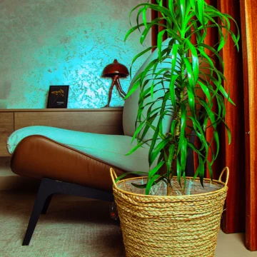 Green Dracaena