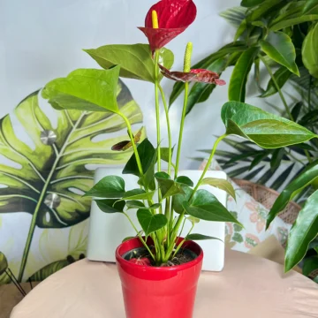 Anthurium