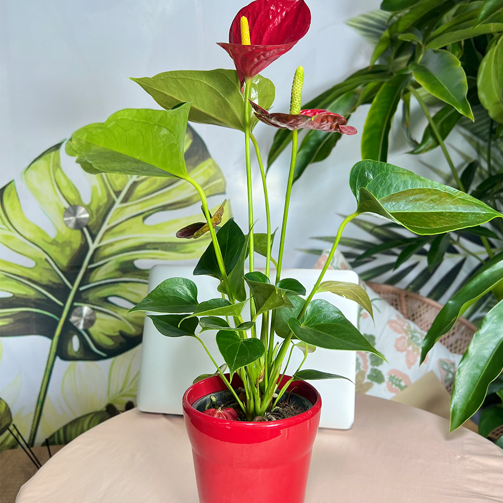 Anthurium