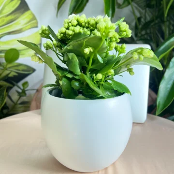 Kalanchoe